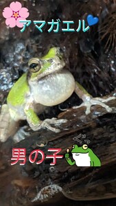 ●アマガエル・雄(男の子)１匹を４匹出品★良く鳴いてまして、可愛ぃ〜です(#^.^#)♪♪大人のアマガエルです♪♪