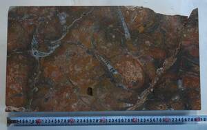 化石　大理石　天然大理石　花台　美術　貝　アンモナイト　直角石　オルソセラス　モロッコ産 　製品番号2