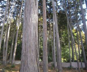 桧木の原木　植えてから６０年以上で太さいろいろ千葉県野田市内現状渡し