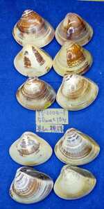 蛤　YS−0104−1　美しい模様　50mm10個　江戸前　貝合わせ　貝覆い　ハマグリ　貝殻　標本　材料