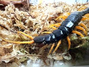 国内初入荷のムカデ！？超極美個体☆Scolopendra cataracta☆カタラクタ(ラオス産)☆water fall centipede !