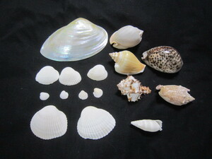 【貝殻】巻貝６種　二枚貝１０個　珍しい天然貝殻　標本やディスプレー用に　綺麗な貝殻が１６個