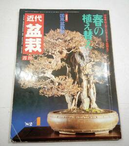 近代出版 月刊 近代盆栽 1982年 昭和57年 4月号　特集 春の植え替え 第56回 国風盆栽展