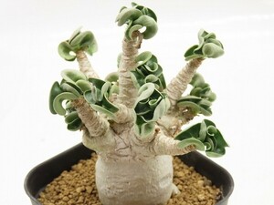 ■[W166]arabicum　アラビカム(獅子葉)　実生苗　ヤマト運輸 【多肉植物　Adenium　アデニウム】