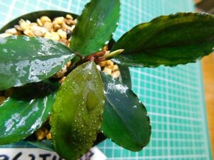 ◎1862TN138　 (自家栽培）水草　ブセファランドラ　Bucephalandra sp. Apple Leaf from KataBaru Timur-1 AZ-0311-11②