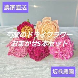 【芍薬】ドライフラワー 農家直送 おまかせ5本セット シャクヤク 切り花 花材