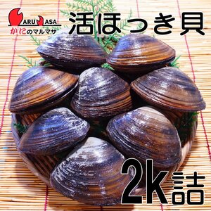 【かにのマルマサ】北海道産 活ホッキ貝 2キロ詰（6～8個入）