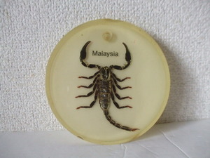 サソリ　蠍　置き物　標本　ペーパーウェイト　飾り　詳細不明品　ジャンク扱い　Malaysia
