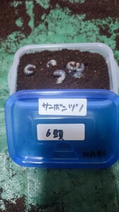 ラスト予定　■レア種　サンボンヅノカブト　 幼虫6頭 　