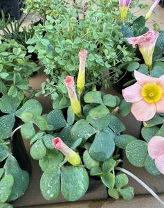 本日から球根の出品 Oxalis purpurea Salmon サーモンピンクのお花です 球根３球