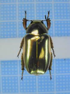 ☆特大コスタリカ産レスプレンデンスキンイロコガネChrysina resplendens 24mm