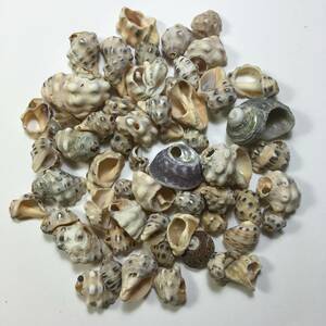 西湘の海岸で集めた貝殻です。