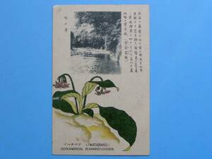 戦前絵葉書 箱根 花 イワタバコ 塔ノ沢 植物 (G69)