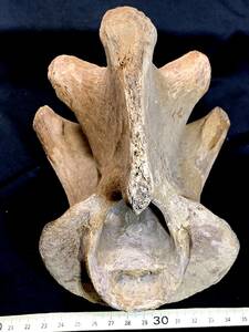 氷河期大型草食動物化石・付番なし・760g（中国産化石標本）