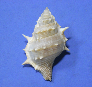 貝の標本 Bufonaria echinata 70mm