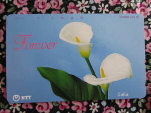 ◎カラー　　　Calla 花　　　　　　テレカ