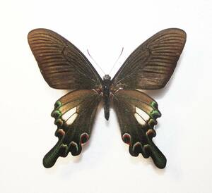 蝶 （標本） シナカラスアゲハ　 野外品 A 最大級 開長１０３ｍｍ 　中国産