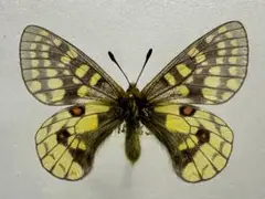 ウスバキチョウ　蝶　標本