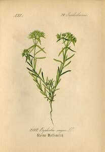 1880年 多色石版画 ドイツの植物 トウダイグサ科 トウダイグサ属 Euphorbia コミカンソウ科 アンドラクネ属 Andrachne 2枚