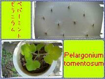 ビロードの質感 ペパーミントゼラニュウム 種子15個　【送料無料】