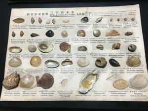 貴重　教育参考資料　SHELL COLLECTION 貝類標本集　40種　