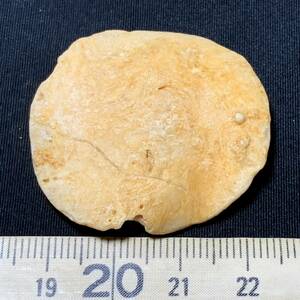 エジプト産の煎餅にそっくりな海洋生物化石　6-3・11g（エジプト産化石標本）