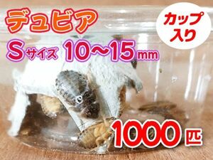 【送料無料】 デュビア Sサイズ 1.0～1.5cm 1000匹 カップ入り アルゼンチンモリゴキブリ 肉食熱帯魚 爬虫類 両生類 [3551:broad2]
