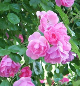 アンジェラ ①　発根済薔薇苗　(つる薔薇）　四季咲き　ピンク