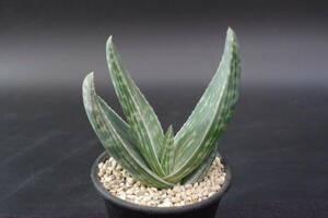 アロエ　カラスベルゲンシス　Aloe karasbergensis