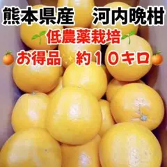 【熊本県産】河内晩柑ジューシー 送料無料 数量限定約10kg 大玉ミックス訳あり