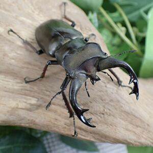【Sparkle Beetle】ランミヤマ 大型♂64mm単品(ミヤマクワガタ)