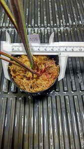 食虫植物　サラセニア アラタ var. nigropurpurea MK A58 株分け苗　1鉢