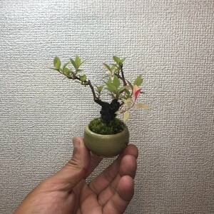 ミニ盆栽　雪柳　ユキヤナギ　斑入り　小品盆栽　【配送無料】