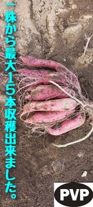 1000本4月下旬５月上旬発送分紅はるかウイルスフリーバイオ苗　さつまいも苗　野菜苗