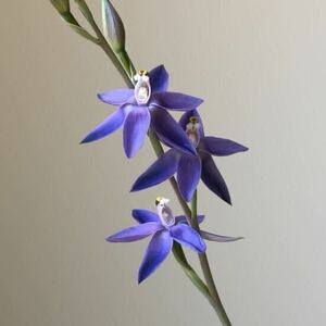 洋蘭原種　Thelymitra megacalyptra 