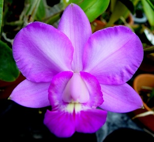 洋蘭原種 C.walkeriana fma. lilas tipo　