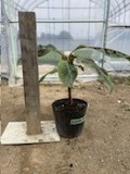 熱帯果樹　バナナ株分苗　★Musa Sumatrana X GranNain★ 越冬育成苗