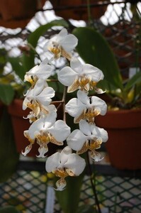 HIF洋蘭 351 Phal. stuartiana (自然種)