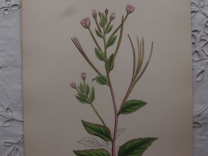 英English botanity植物画アンティークボタニカルプリントSowerby(ジェームス・サワビー)アカバナの花