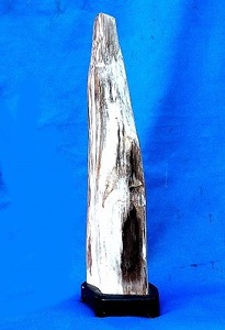 珍品　希少　木の化石 珪化木　37.5cm 木化石　台座付オブジェ