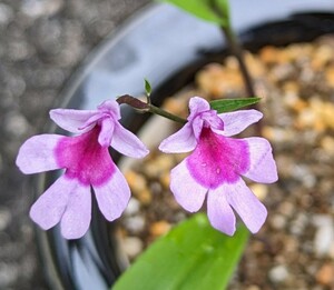 山野草　イワチドリ　登録銘品　星の輝　野生種　ヒナチドリ　ウチョウラン