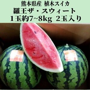 【送料無料◎1スタ!】熊本県産 植木スイカ 羅皇ザ・スウィート 1玉約7~8kg 2玉入り 家庭用