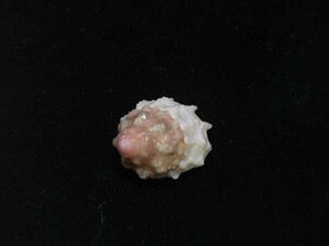 貝の標本 Astralium roseobasis 20.1mm.