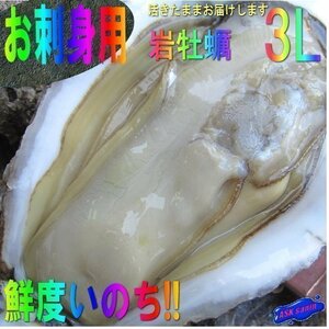 30粒、生食用「岩牡蠣300～400g」特大、活物!! 山陰境港、直送
