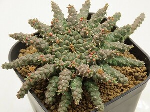 ■[W147]gorgonis　金輪際　実生苗　ヤマト運輸 【多肉植物　Euphorbia ユーフォルビア】