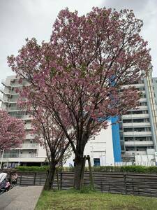 桜の写真8　お花見　デジタル　メッセージで送付