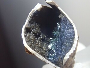 【二枚貝の中に結晶】希少なヴィヴィアナイトinシェルフォッシル　藍鉄鉱入り貝化石　原石　標本