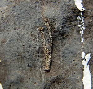■産地別 日本の化石 ■433 滋賀県 近江カルストの珪化した蘚虫