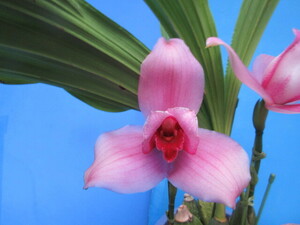 洋蘭 リカステ Lyc. Sunray Shoalhaven ‘Kyoto’ x skinneri ‘Silk Pink’ 花付