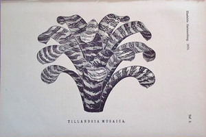 ボタニカルアート　 (1876年)　Tillandsia musaica 　チランジア・ムサイカ【Illustrated Garden Newspaper】